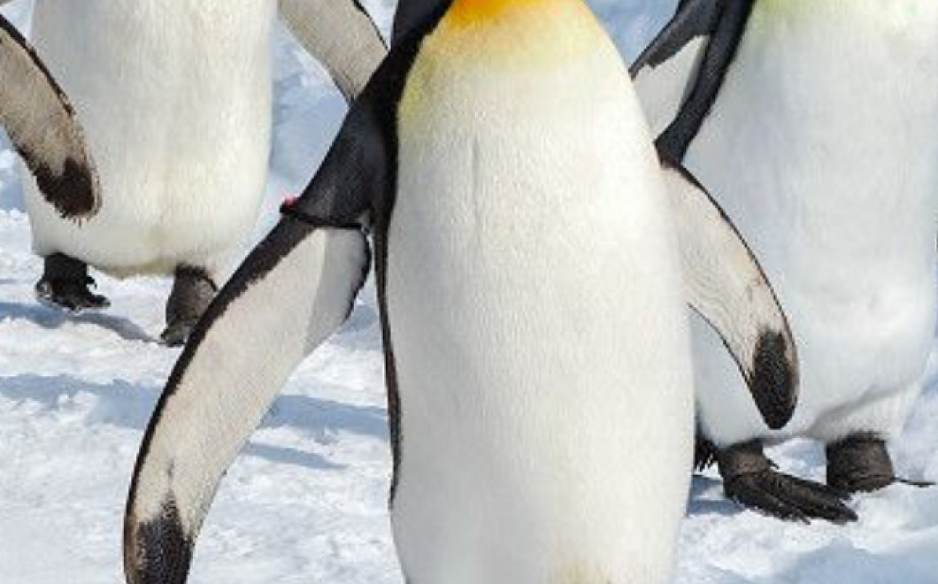 Спасение пингвинов в их численности