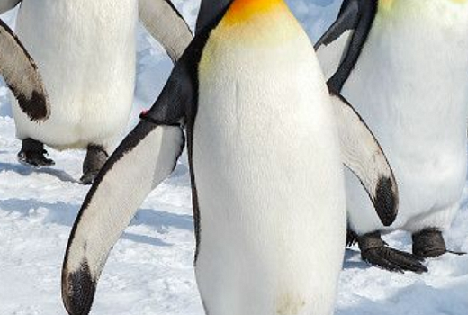 Спасение пингвинов в их численности