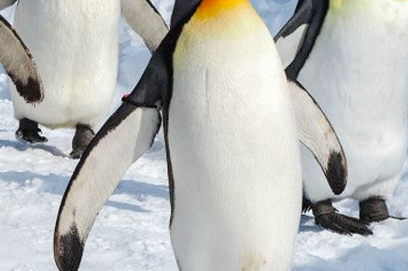 Спасение пингвинов в их численности