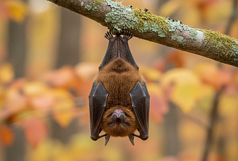 Летучие мыши в Коннектикуте заражены бешенством, власти призывают к осторожности