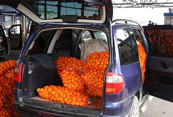 Более 5 тысяч тонн мандаринов ввезли в Россию из Абхазии через Сочи