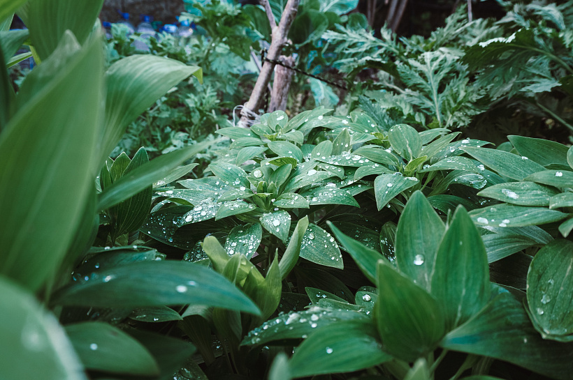 Дождь не страшен: как спасти огород от потопа