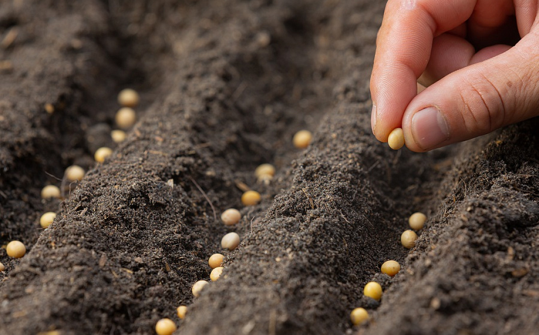 Чтобы собрать большой урожай: как правильно сеять семена