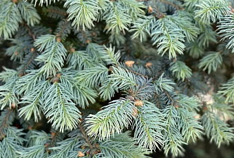 Почти 40 тысяч новогодних елок из семи регионов России ввезли на Кубань