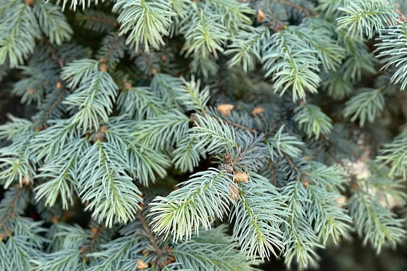 Почти 40 тысяч новогодних елок из семи регионов России ввезли на Кубань