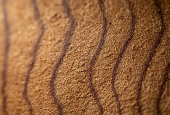 Самые прочные породы древесины с рекордной плотностью волокон