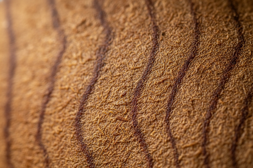 Самые прочные породы древесины с рекордной плотностью волокон