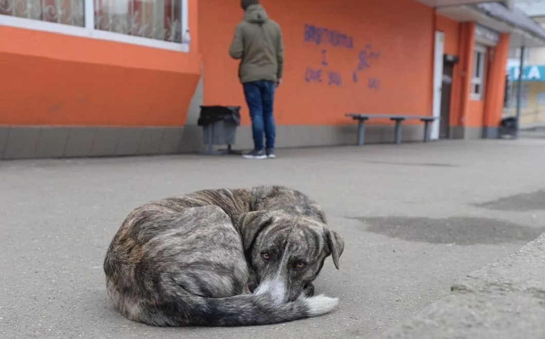 Академик Онищенко объяснил, почему снежная зима повысила выживаемость клещей, но не вызовет вспышку энцефалита