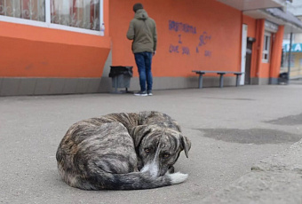 Академик Онищенко объяснил, почему снежная зима повысила выживаемость клещей, но не вызовет вспышку энцефалита