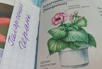 Витамин В7 для герани? 4 шага к пышному цветению пеларгонии без таблеток