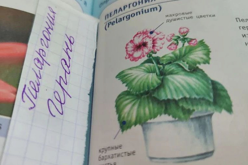 Витамин В7 для герани? 4 шага к пышному цветению пеларгонии без таблеток