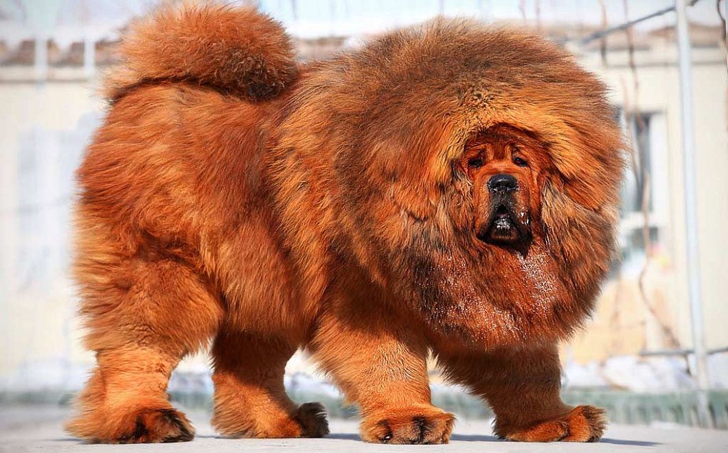 Какие собаки самые роскошные и дорогие на свете?