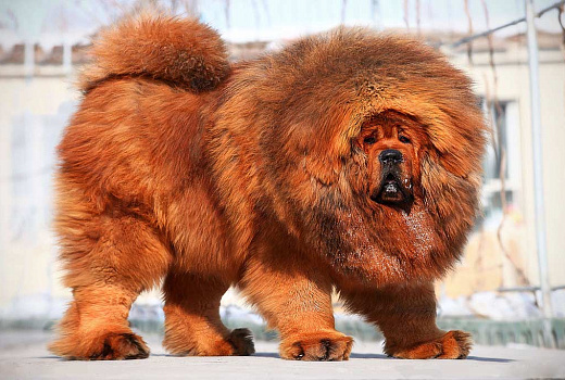 Какие собаки самые роскошные и дорогие на свете?