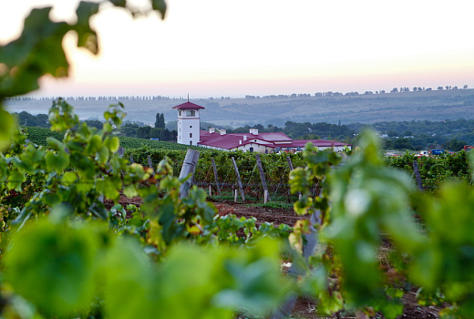 Винный туризм на Кубани: куда съездить, что посмотреть и попробовать