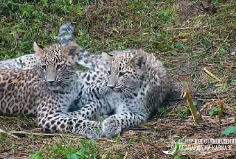 Два котента переднеазиатского леопарда подросли в сочинском нацпарке