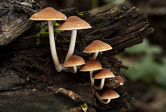 Их можно добавить почти в любое блюдо и получить массу пользы