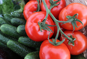 ТОП-7 эффективных средств для борьбы с вредителями сада и огорода