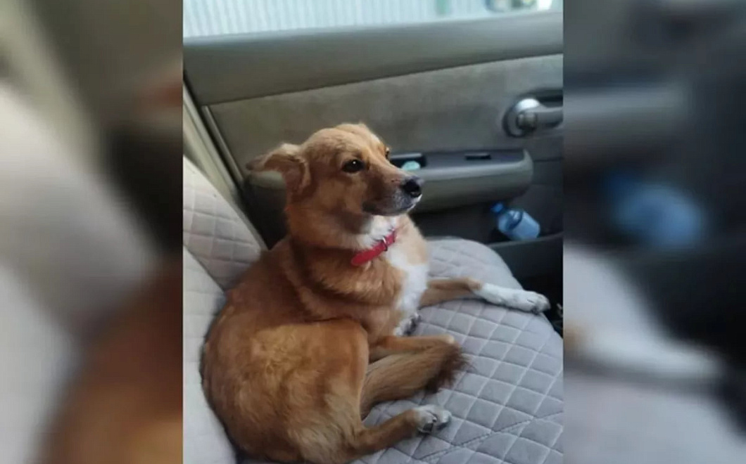 Собаку Бусю, пропавшую у Крымского моста 40 дней назад, нашли в Краснодаре