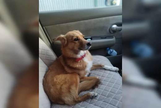 Собаку Бусю, пропавшую у Крымского моста 40 дней назад, нашли в Краснодаре