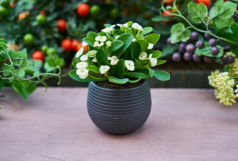 Растет на дрожжах: как приготовить удобрение для комнатных растений на основе дрожжевого раствора