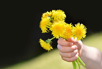 Чай из одуванчиков: от болезней суставов, желудка и кожи