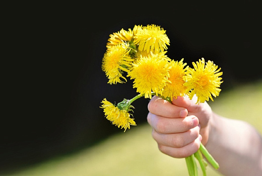 Чай из одуванчиков: от болезней суставов, желудка и кожи