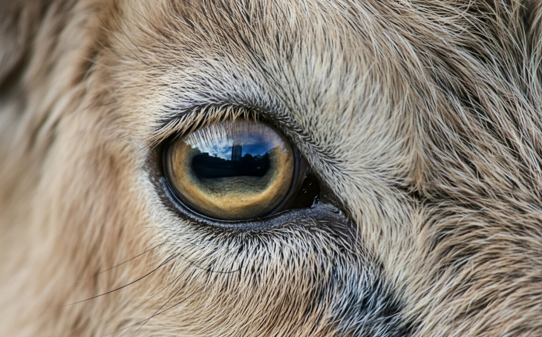 Горизонтальные зрачки овец и коз: как необычная форма глаз спасает от хищников