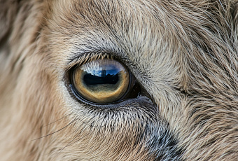 Горизонтальные зрачки овец и коз: как необычная форма глаз спасает от хищников