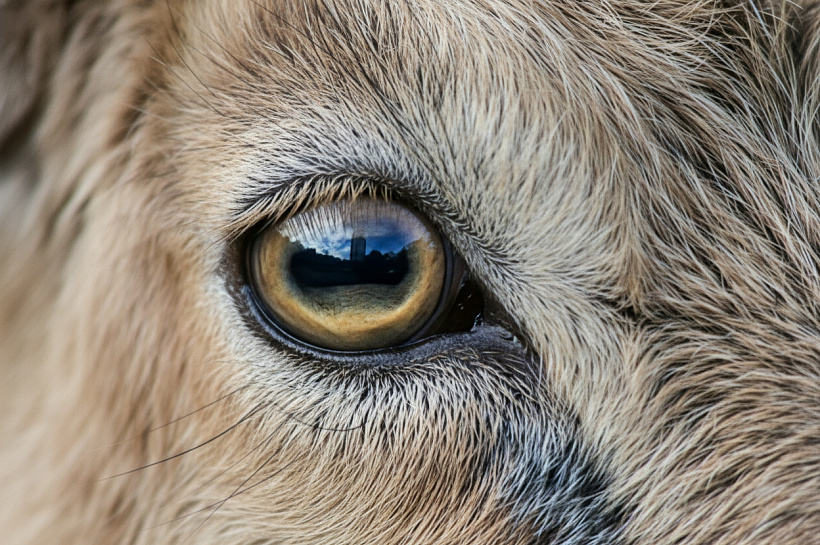 Горизонтальные зрачки овец и коз: как необычная форма глаз спасает от хищников