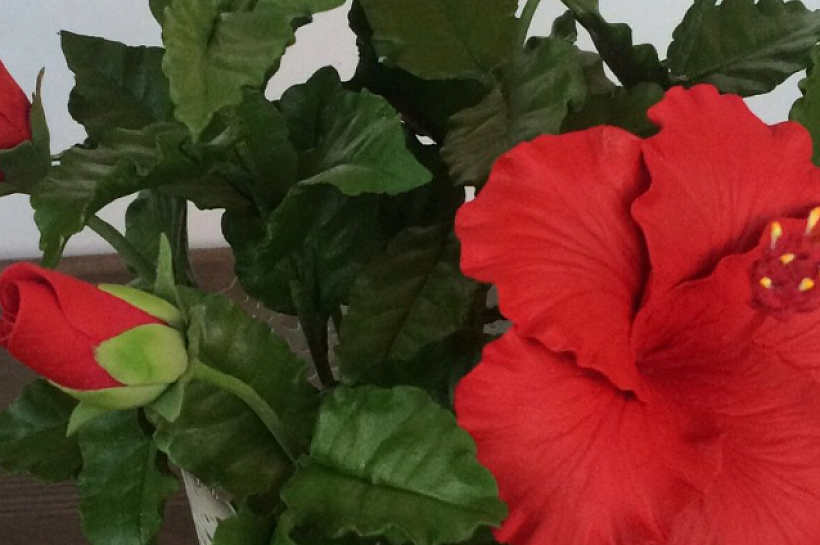 Китайская роза - комнатный гибискус
