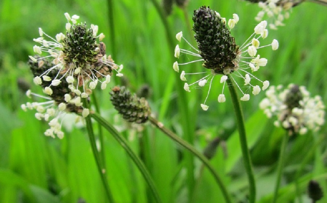 Псиллиум – привет из Индии: чем полезна шелуха семян подорожника