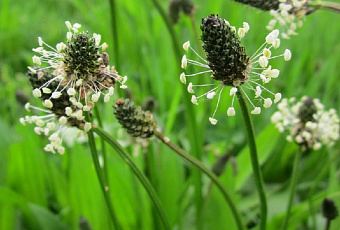 Псиллиум – привет из Индии: чем полезна шелуха семян подорожника