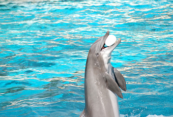 В России создадут мобильную лабораторию для изучения черноморских дельфинов