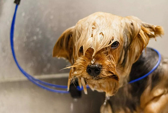 Россияне в 5,5 раза увеличили расходы на косметику для собак