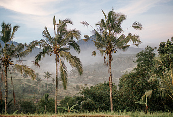 Россиянку задержали за голое фото у священного дерева на Бали