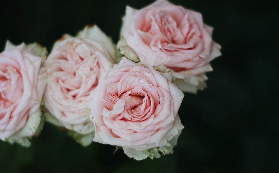 Жизнь после срезки: 5 советов, как продлить жизнь букета из роз