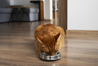 Гранулы против кусочков: какой корм полезнее для кошки