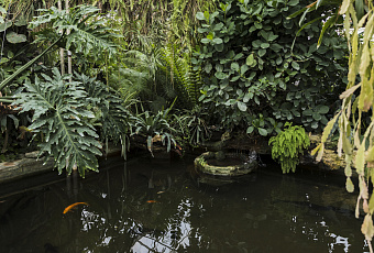 Опасно и мерзко: как избавить домашний пруд от пиявок