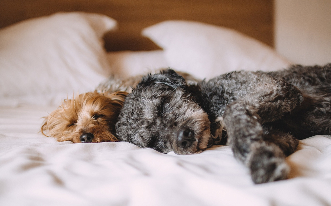 До единой шерстинки: как с помощью подручных средств быстро очистить одежду от шерсти