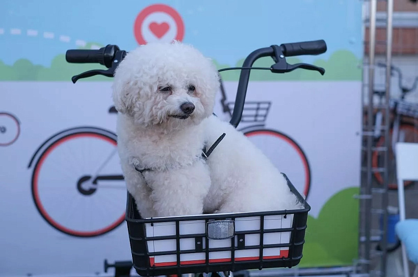 Краснодарский край лидирует как главное направление для путешествий с питомцами у зумеров