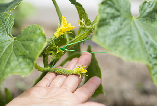 Огурцы ждут: идеальное время для посева