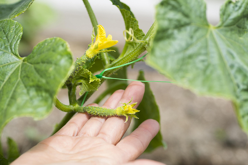 Огурцы ждут: идеальное время для посева