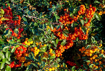 Натуральная природная осенняя: какие плоды должны быть в вашей домашней аптечке