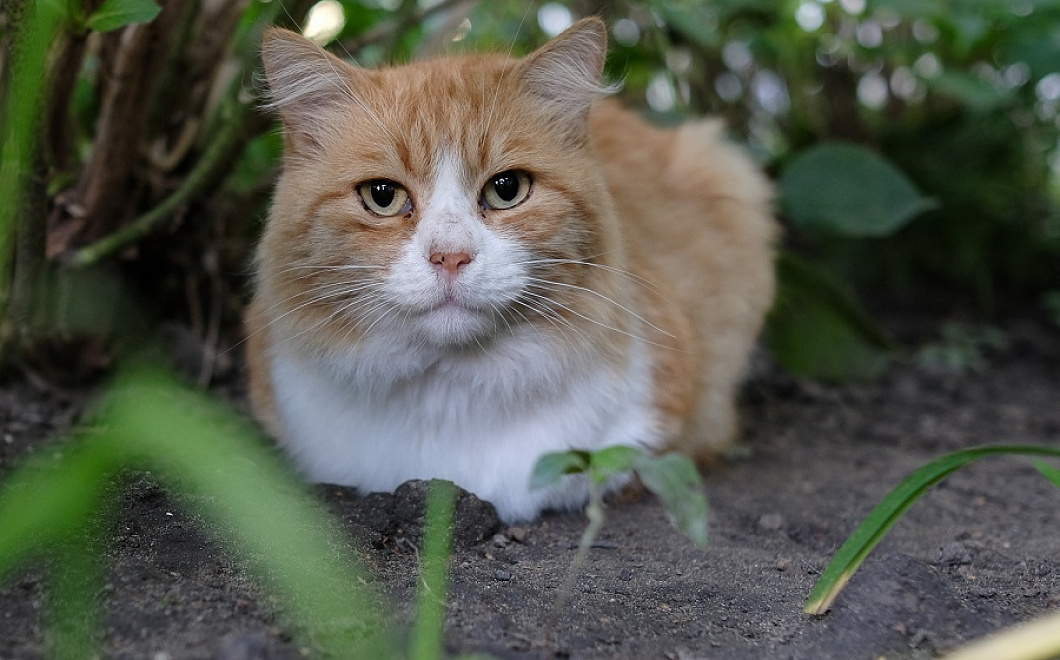 «Прямо как человек»: умеют ли кошки улыбаться
