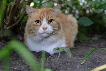 «Прямо как человек»: умеют ли кошки улыбаться