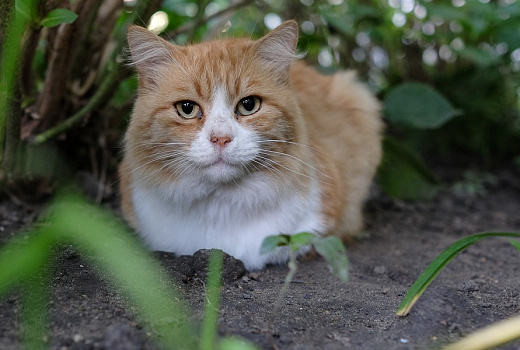 «Прямо как человек»: умеют ли кошки улыбаться