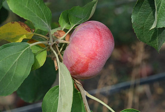 Сборщикам урожая на Кубани предлагают до 135 тысяч рублей в месяц