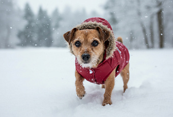 Три сигнала, что собака мерзнет: когда нужна зимняя одежда для питомца