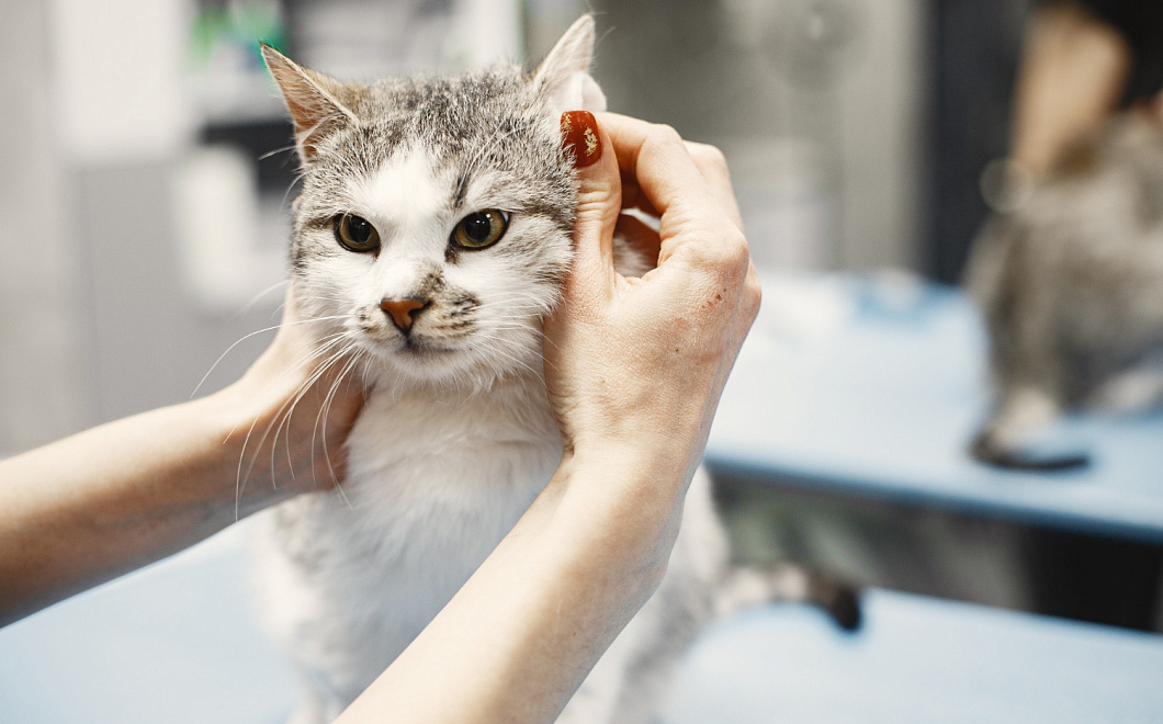 Ушастые проблемы: чисткой ушей любимца не стоит пренебрегать 