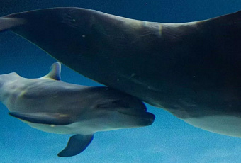 Детеныш черноморской афалины родился в «Москвариуме» на ВДНХ